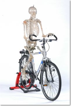 Medizintechnische Demonstrationsfigur "Edgar" mit Implantaten auf einem Fahrrad