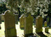 Jüdischer Friedhof Altengronau. �  Foto: Bernhard Müller Wirthmann, Kaufbeuren