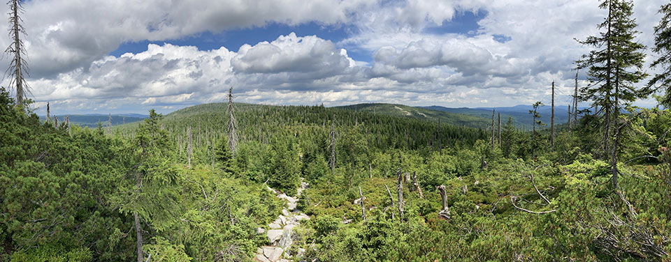 Ökologisches Großprojekt mit Vorbildcharakter: Nationalpark Bayerischer Wald, 2022 © Elke Ohland / Nationalpark Bayerischer Wald