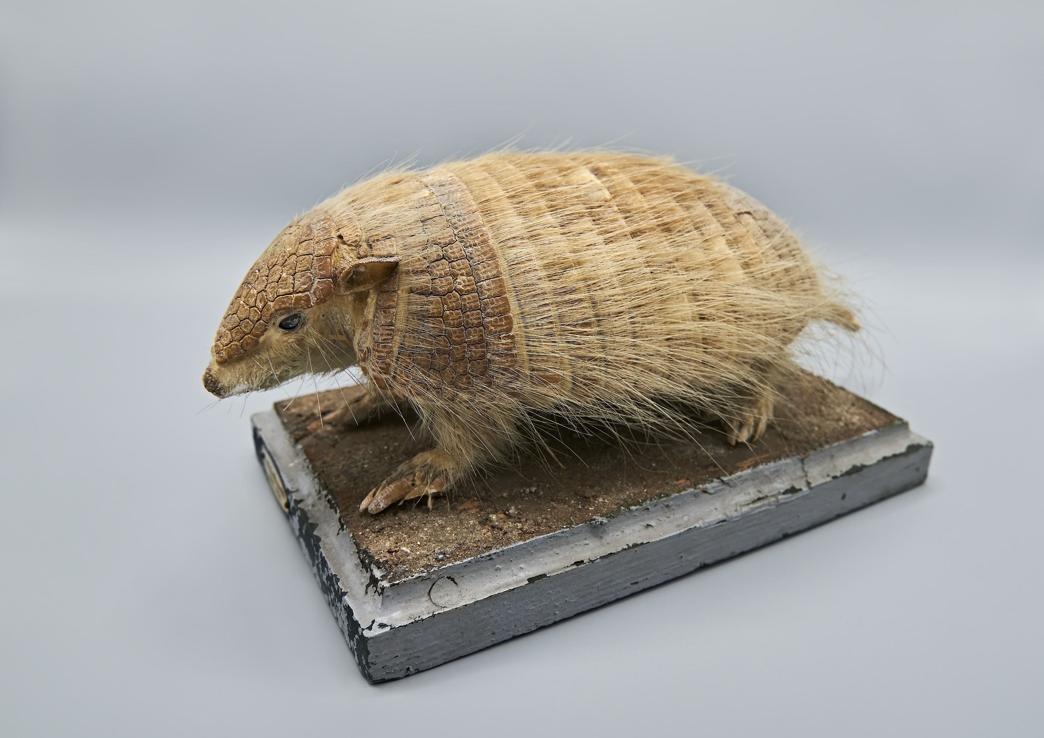 Weißhaargürteltier aus dem Besitz der Prinzessin Therese von Bayern © Zoologische Staatssammlung | Foto: Eva Lodde-Bensch