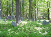 Jüdischer Friedhof Altengronau. �  Foto: Bernhard Müller Wirthmann, Kaufbeuren