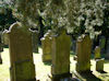 Jüdischer Friedhof Altengronau. � Foto: Bernhard Müller Wirthmann, Kaufbeuren